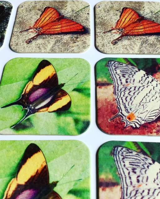Mariposas del Ecuador